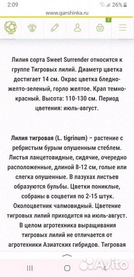 Лилия тигровая Свит Серендер