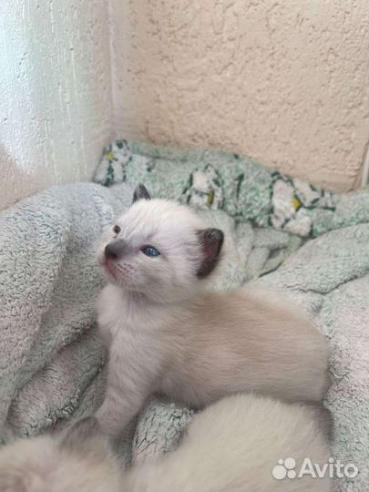 Сиамский кот вязка