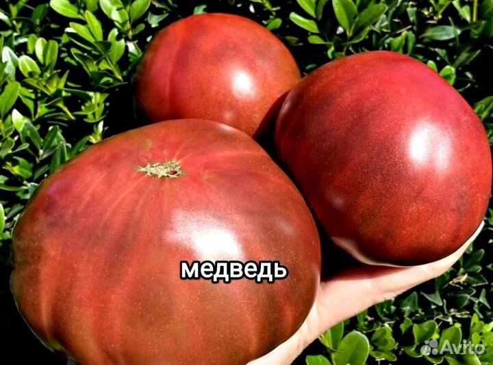 Семена элитных сортов томатов