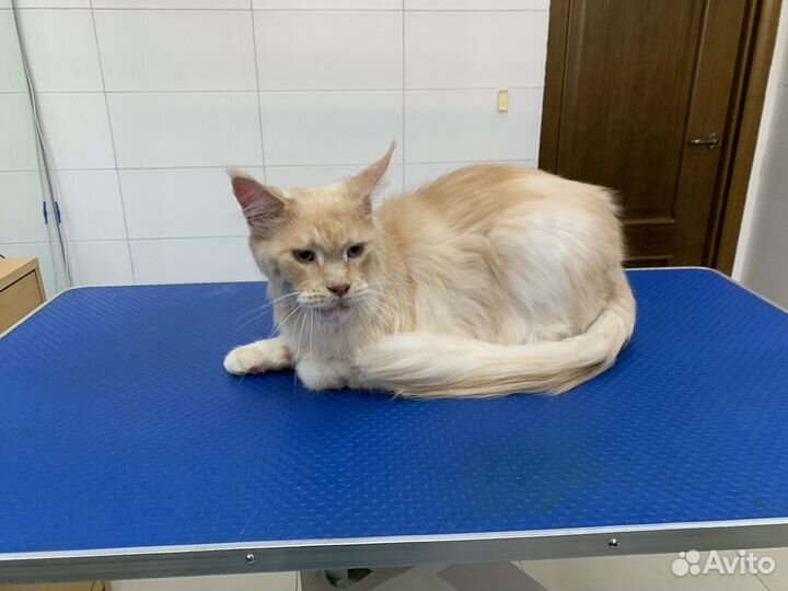 Грумер на дом