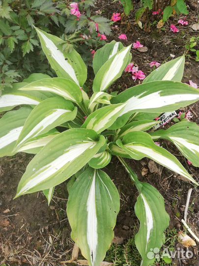 Хосты сортовые