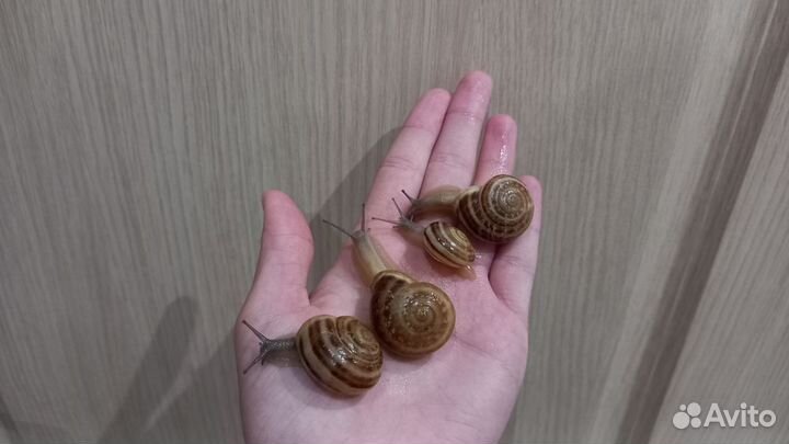 Улитки виноградные