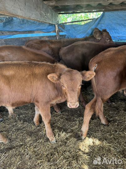 Бычки от 5 до 10 месяцев