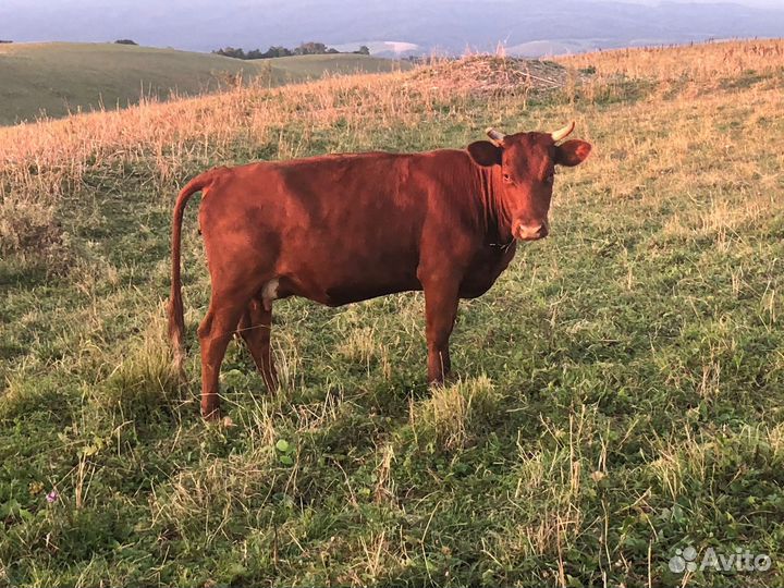 Корова дойная с теленком