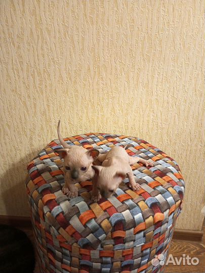 Канадский сфинкс