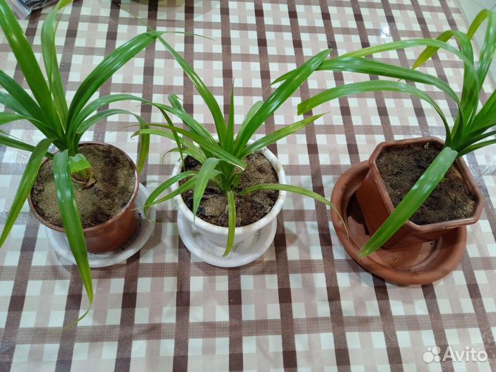 Комнатные цветы