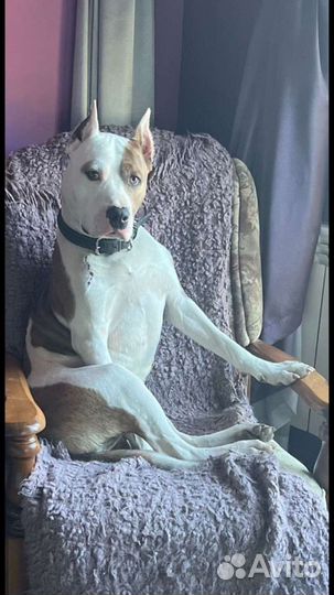 Вязка Питбультерьер