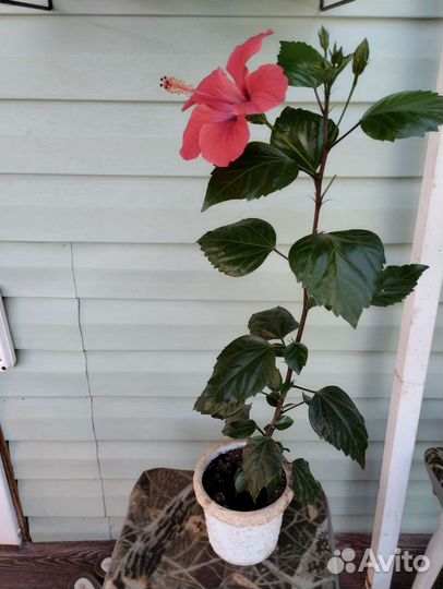 Гибискус китайская роза