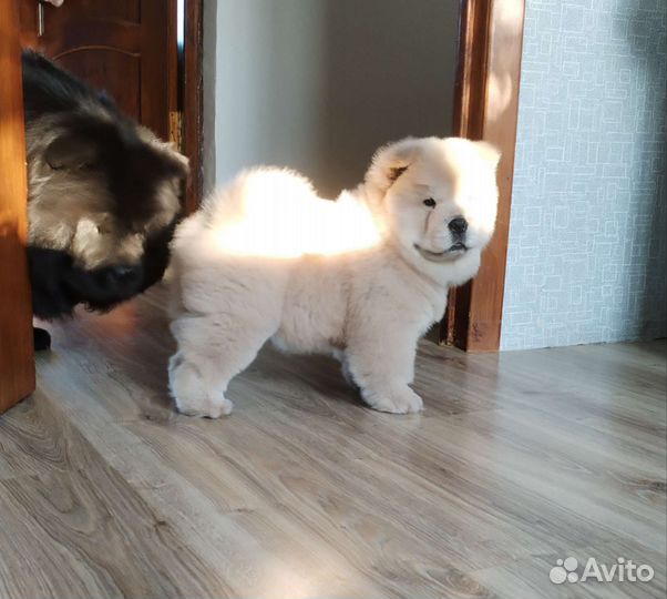 Девочка Чау-чау