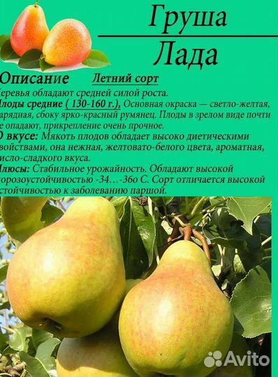 Груша Лада