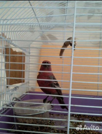 Клёст,щегол,чиж,щур