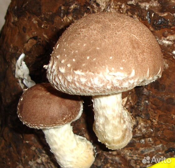 Мицелий (грибница) вешенки, шампиньона, шиитаке, з