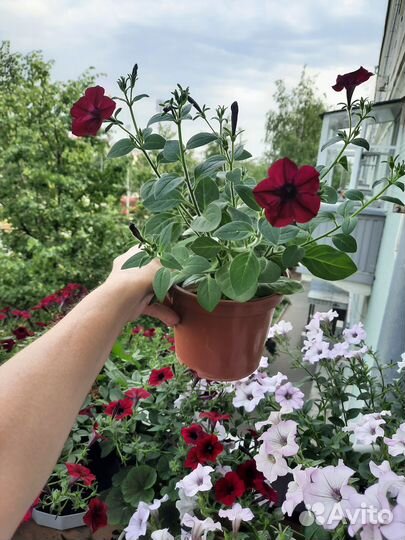 Петуния тайдел вейв