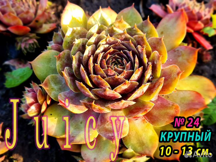 5.Сортовые Суккуленты Молодило.Каменные розы