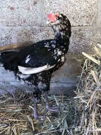 Гергебильские