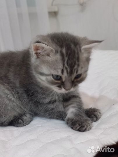 Шотладский котенок