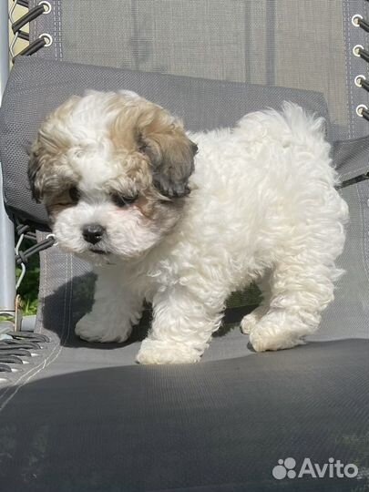 Хибиду бишон панда