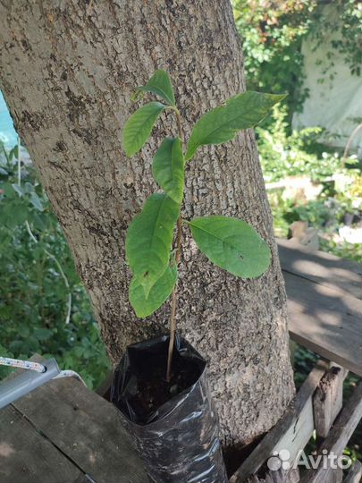Азимина Банановое дерево саженцы