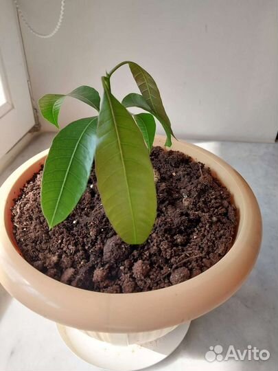 Манго. Личи