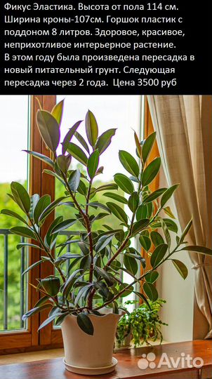 Фикус Эластика