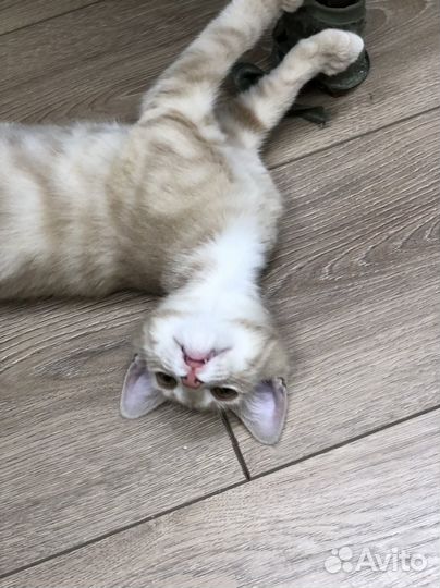 Кошечка ищет семью