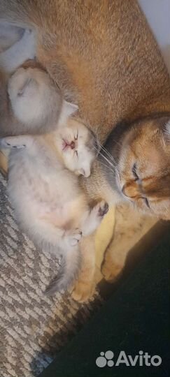 Шотландские котята