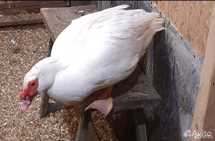 Инкубационное яйцо индоутки