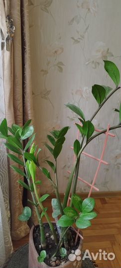 Замиокулькас