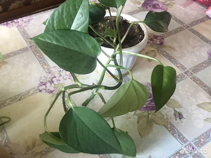 Сциндапсус золотистый