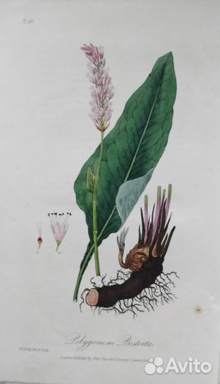 Антикварные ботанические гравюры 1808 Англия