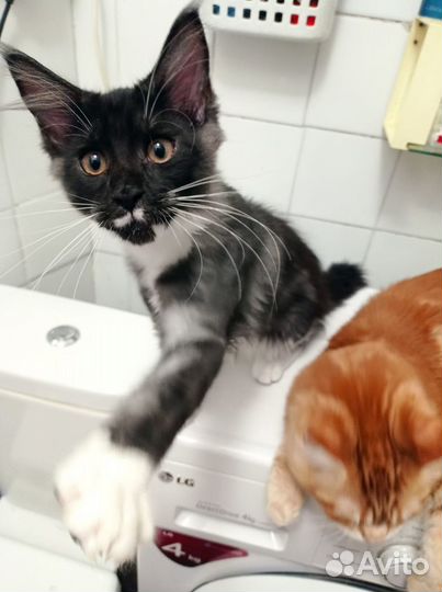 Котята мейн-кун