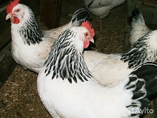 Куры домашние