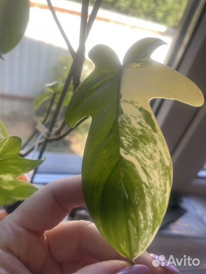 Филодендрон маска вариегатная