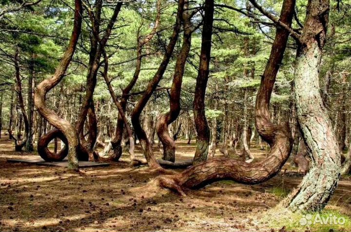 Экскурсии на Куршскую косу и Обзорные по Калинингр