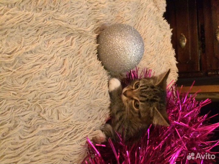 Отдам котенка-символ этого года