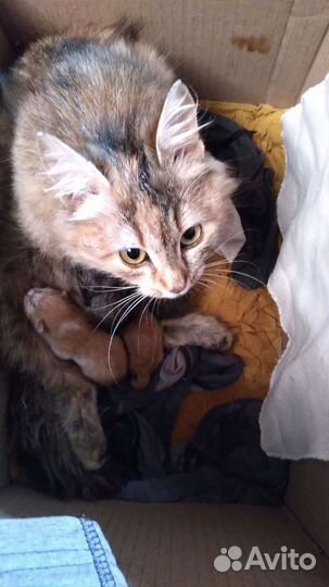 Крысоловки мальчики и девочки от красивой кошки