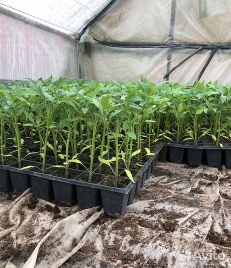 Рассада помидор, перцев,баклажан, и цветов