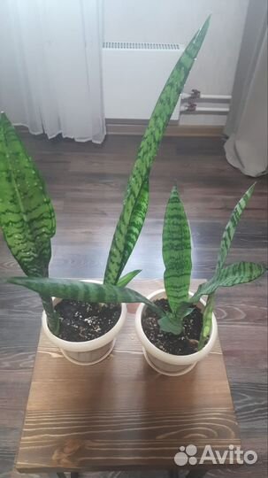 Домашние цветы