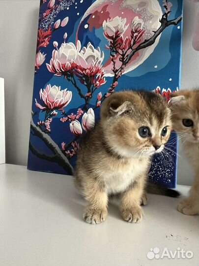 Шотландские вислоухие котята золотая шиншилла