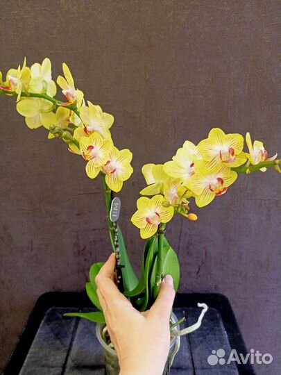 Цветущая орхидея Голд Бэби