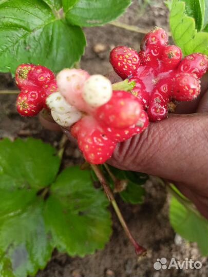 Клубника- (азия) -Цветочек