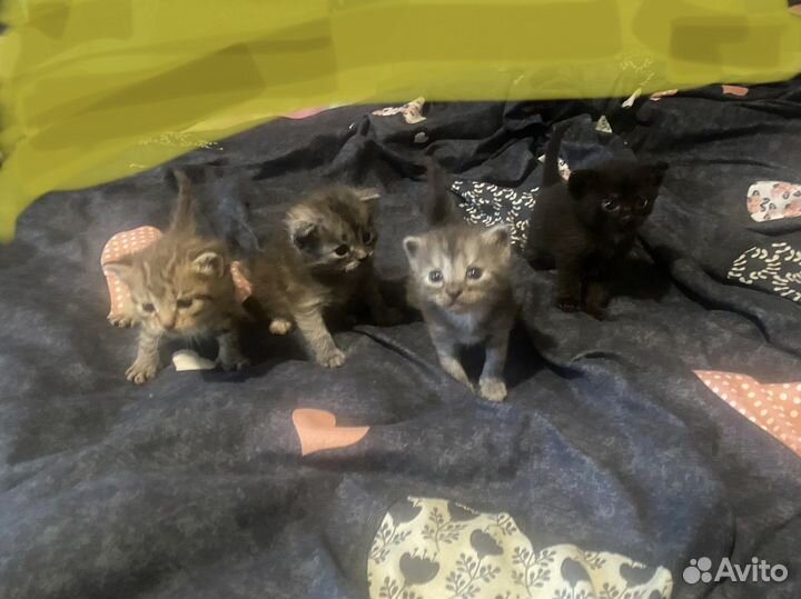 Кошки в добрые руки бесплатно
