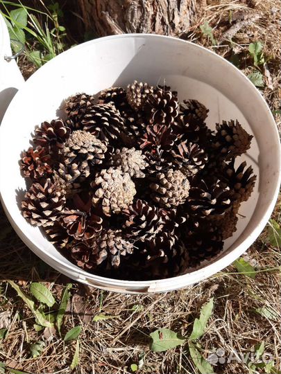 Шишки сосновые
