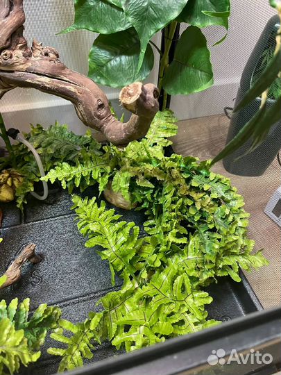 Террариум для хамелеона Exo-Terra 60*45*90