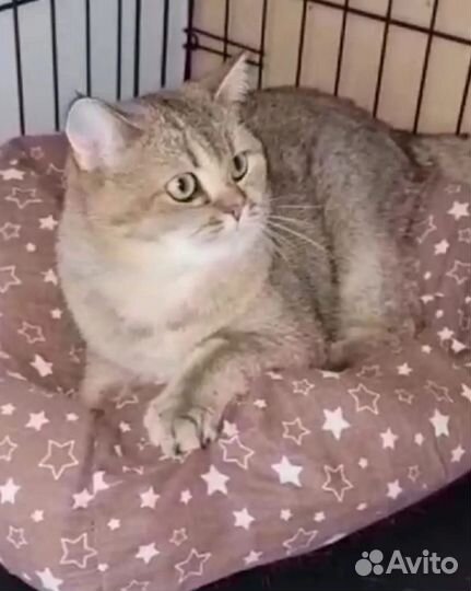 Годовалый котик