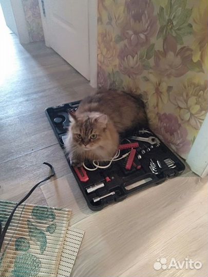 Ремонт электроплит / пылесосов / микроволновок