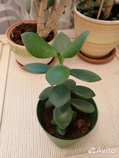 Денежное дерево цветы