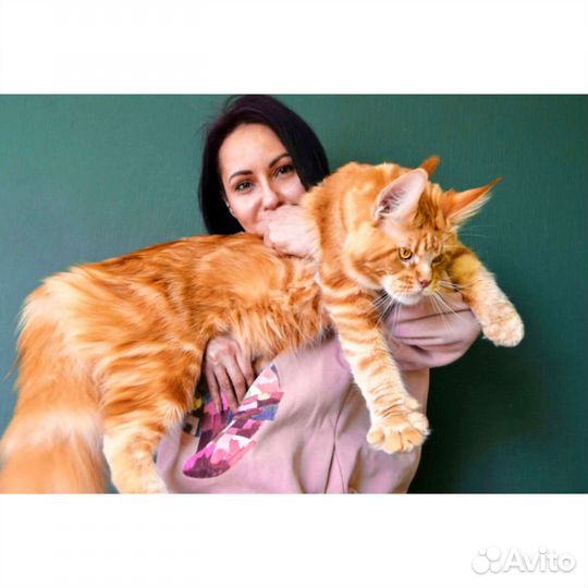 Гиганские мощные рыжие мейн кун котенок