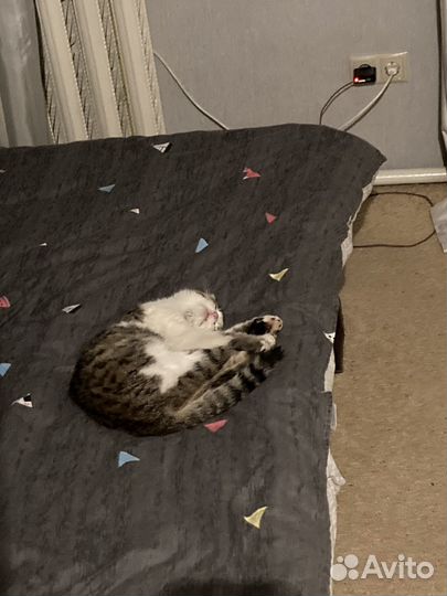 Котики бесплатно