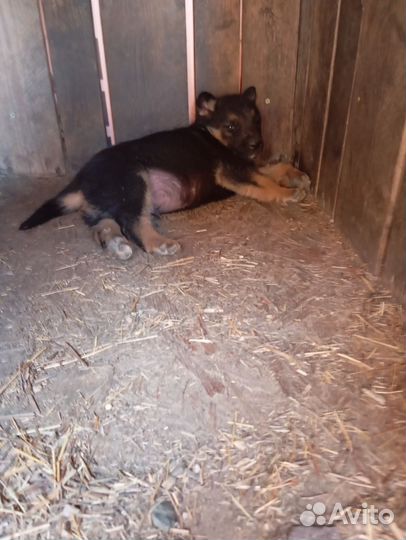 Щенки немецкой овчарки